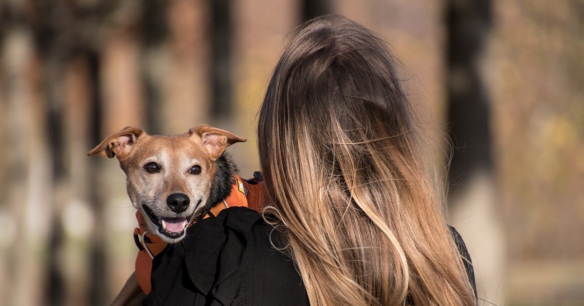 ¿Es posible dejar la herencia a una mascota? En España, no